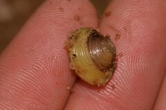 Corbicula australis
