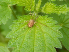 Oligolophus tridens
