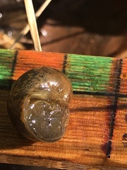 Lymnaea stagnalis