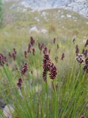 Elegia tectorum
