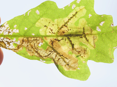 Cameraria obstrictella