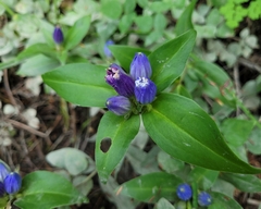 Gentiana clausa