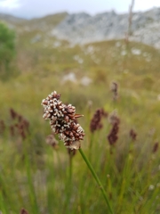 Elegia tectorum
