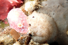 Goniobranchus epicurius