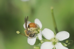 Andrena pellucens