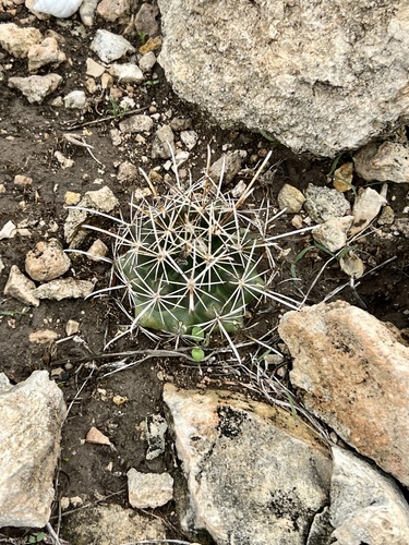 Sclerocactus brevihamatus