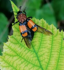 Nicrophorus vespilloides