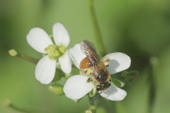 Andrena pellucens
