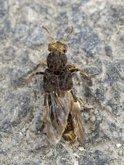 Dinothenarus pubescens