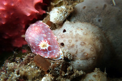 Goniobranchus epicurius