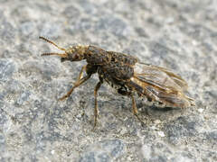 Dinothenarus pubescens