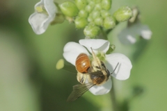Andrena pellucens