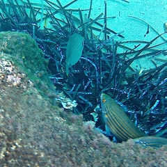 Sarpa salpa