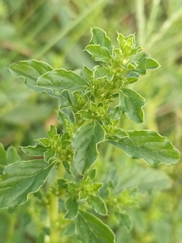 Amaranthus albus iNat (2)
