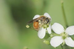 Andrena pellucens