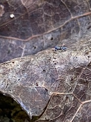 Lepidocyrtus paradoxus