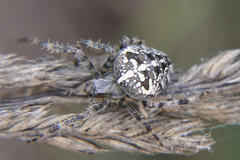 Araneus diadematus