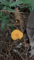 Cantharellus minor