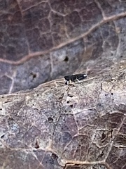 Lepidocyrtus paradoxus