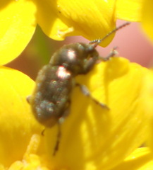 Eumolpinae