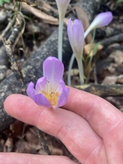 Colchicum
