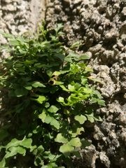 Asplenium ruta-muraria