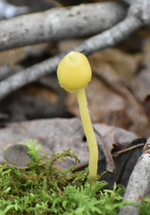 Entoloma murrayi