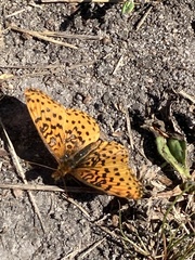 Boloria bellona