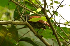 Thamnophilus palliatus