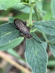 Coremacera marginata