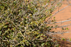 Pharnaceum microphyllum