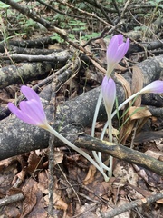 Colchicum