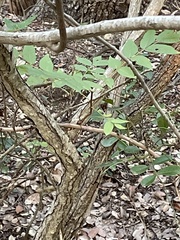 Juglans major