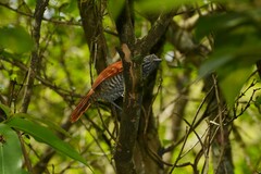 Thamnophilus palliatus