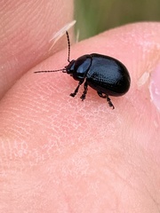 Chrysolina oricalcia