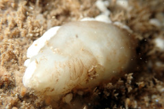 Pyuridae
