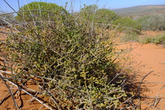 Pharnaceum microphyllum