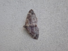 Xanthorhoe