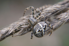 Araneus diadematus