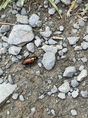 Poecilus cupreus