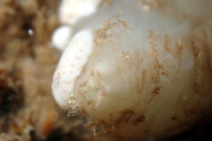 Pyuridae