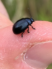 Chrysolina oricalcia