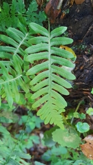 Polypodium cambricum