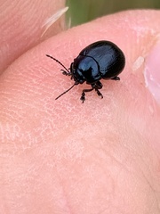 Chrysolina oricalcia