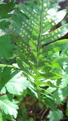 Polypodium cambricum