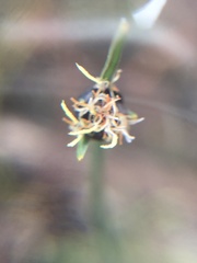 Isolepis