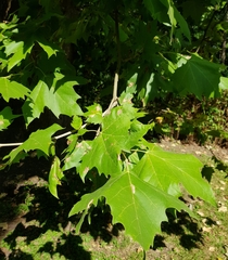 Platanus