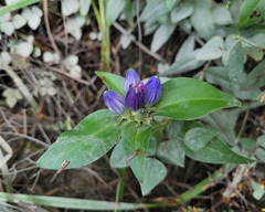 Gentiana clausa