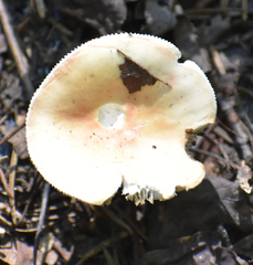 Russula fragilis