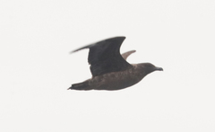 Stercorarius antarcticus